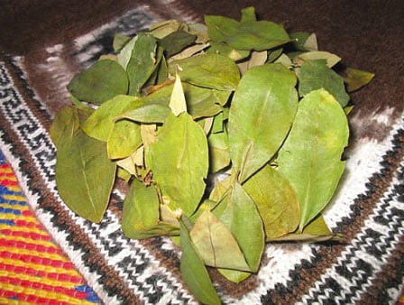 Coca Leaves 100 gr